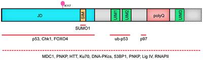 Determining the Fate of Neurons in SCA3: ATX3, a Rising Decision Maker in Response to DNA Stresses and Beyond